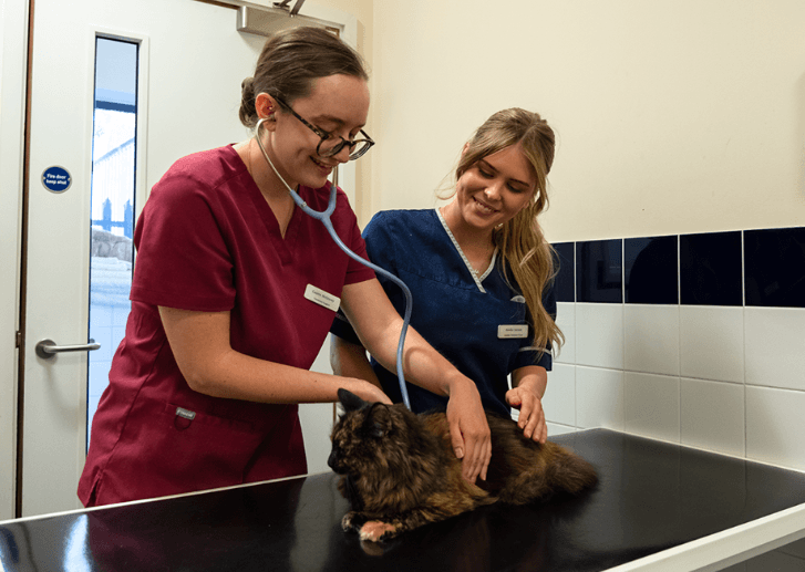 Why Choose Petbook Veterinary Clinic for Comprehensive Pet Care?